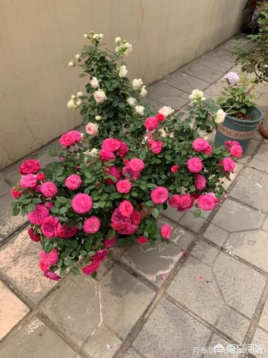 有哪些花友必備的月季花品種可以推薦下？(圖34)