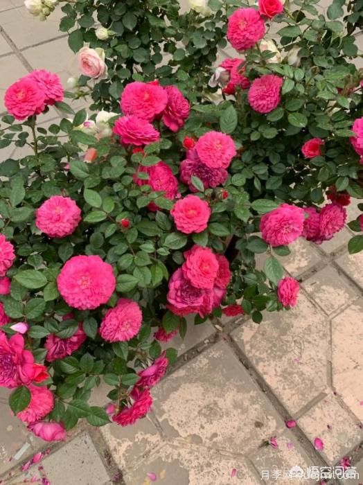 有哪些花友必備的月季花品種可以推薦下？(圖33)