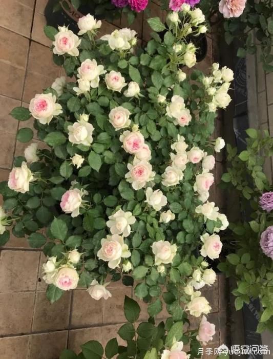 有哪些花友必備的月季花品種可以推薦下？(圖37)
