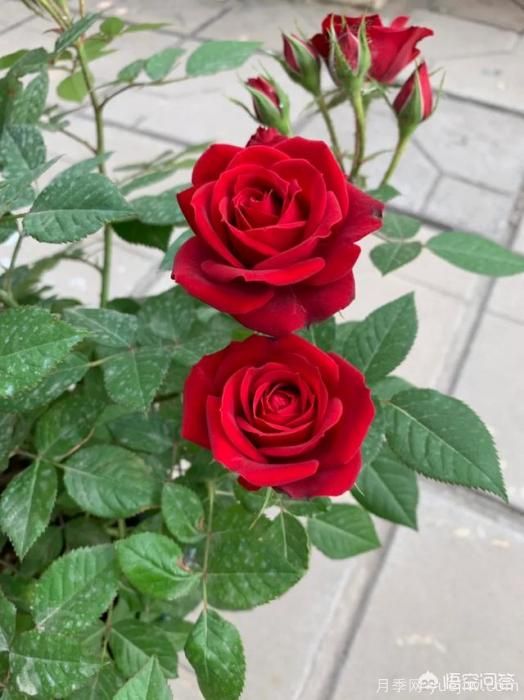 有哪些花友必備的月季花品種可以推薦下？(圖39)