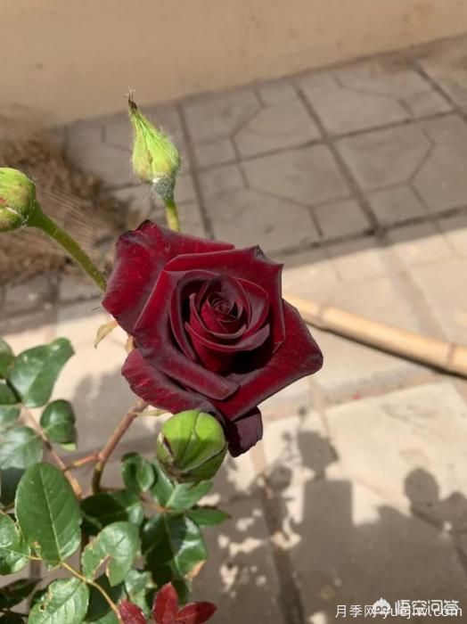 有哪些花友必備的月季花品種可以推薦下？(圖45)