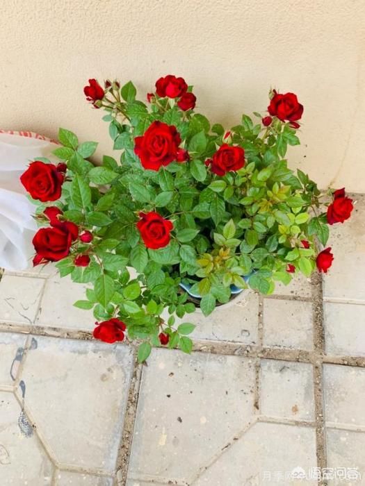 有哪些花友必備的月季花品種可以推薦下？(圖38)