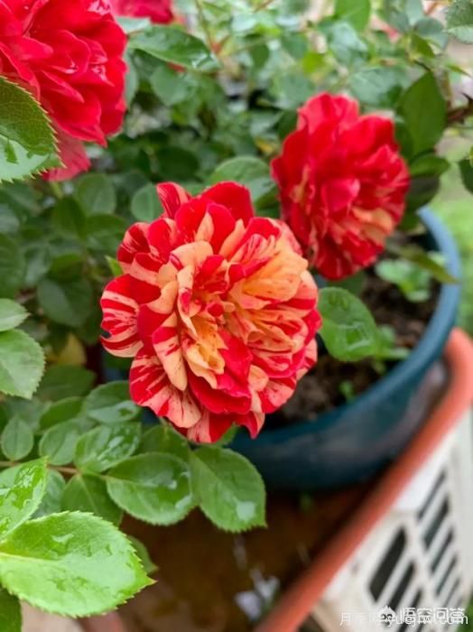 有哪些花友必備的月季花品種可以推薦下？(圖47)