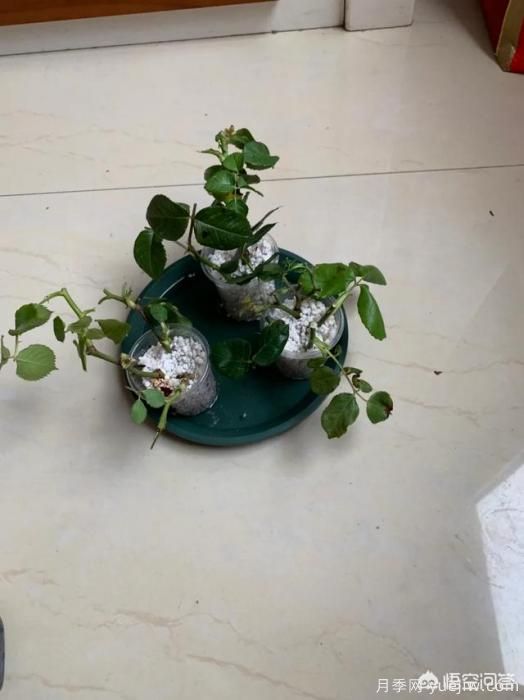 有哪些花友必備的月季花品種可以推薦下？(圖49)