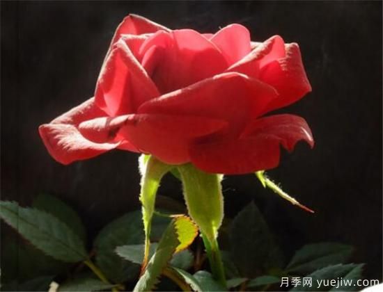紅玫瑰幾月份開(kāi)花 紅玫瑰開(kāi)花圖片欣賞(圖3)
