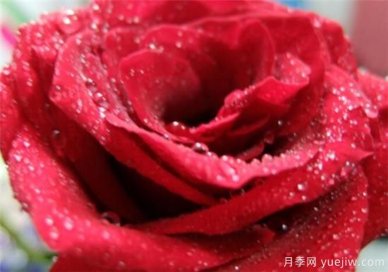 11朵和19朵紅玫瑰代表什么 送人紅玫瑰有什么說法(圖1)
