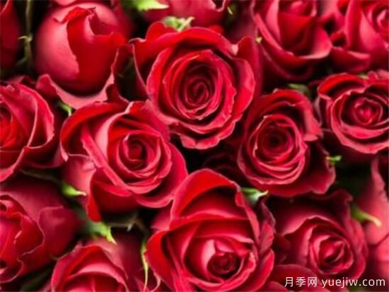紅玫瑰幾月份開(kāi)花 紅玫瑰開(kāi)花圖片欣賞(圖1)