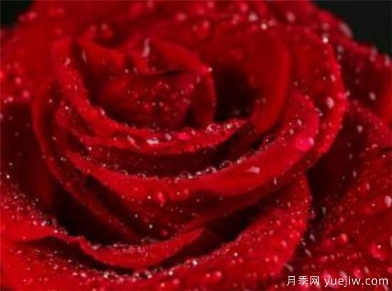 11朵和19朵紅玫瑰代表什么 送人紅玫瑰有什么說法(圖3)