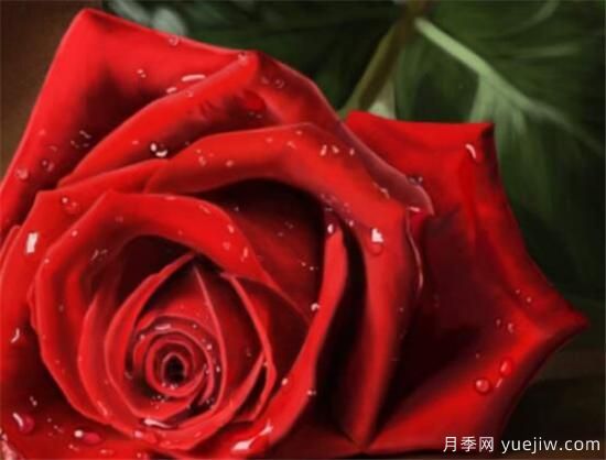 紅玫瑰幾月份開(kāi)花 紅玫瑰開(kāi)花圖片欣賞(圖2)