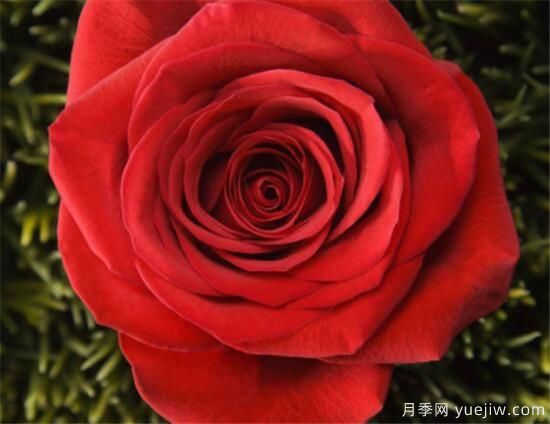 11朵和19朵紅玫瑰代表什么 送人紅玫瑰有什么說法(圖2)