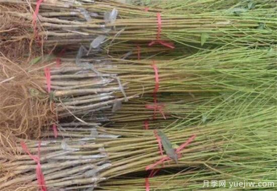 桃樹什么時(shí)間修剪 冬季夏季桃樹修剪需要注意什么(圖1)
