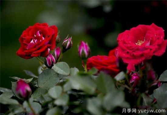 薔薇樹嫁接月季時(shí)間和方法 薔薇枝嫁接月季技術(shù)要點(diǎn)(圖3)