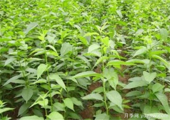 山茱萸苗批發(fā)價格 山茱萸的樹是什么樣子(圖1)