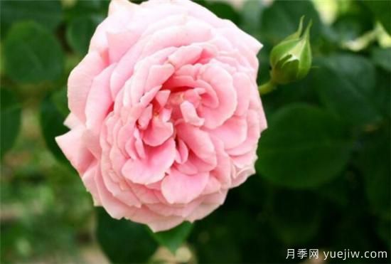 薔薇樹嫁接月季時(shí)間和方法 薔薇枝嫁接月季技術(shù)要點(diǎn)(圖2)