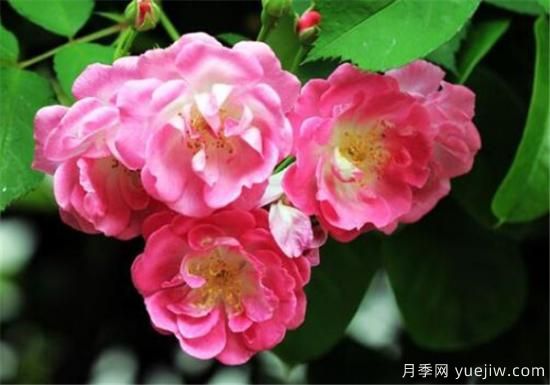 薔薇樹嫁接月季時(shí)間和方法 薔薇枝嫁接月季技術(shù)要點(diǎn)(圖1)