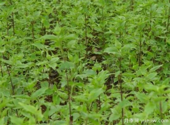 山茱萸苗批發(fā)價格 山茱萸的樹是什么樣子(圖2)