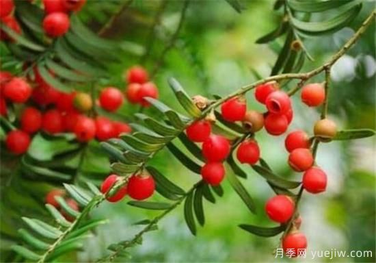 紅豆杉盆景制作方法 紅豆杉的養(yǎng)殖方法和注意事項(xiàng)(圖3)