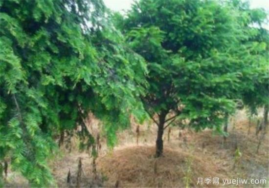 紅豆杉近期價格表 10到15公分紅豆杉近期報(bào)價(圖1)
