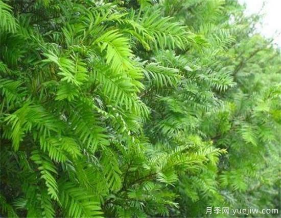 紅豆杉盆景制作方法 紅豆杉的養(yǎng)殖方法和注意事項(xiàng)(圖1)