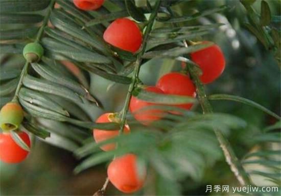 紅豆杉近期價格表 10到15公分紅豆杉近期報(bào)價(圖2)