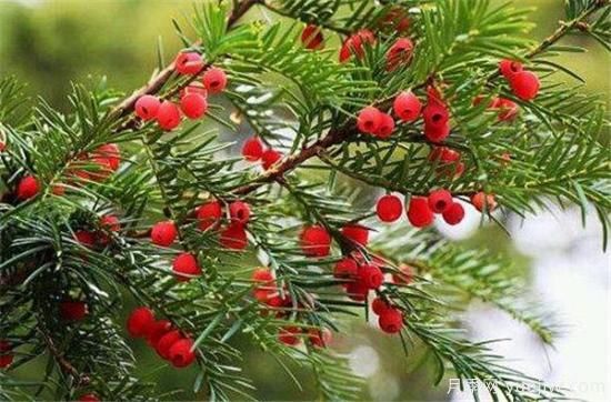 紅豆杉盆景制作方法 紅豆杉的養(yǎng)殖方法和注意事項(xiàng)(圖2)