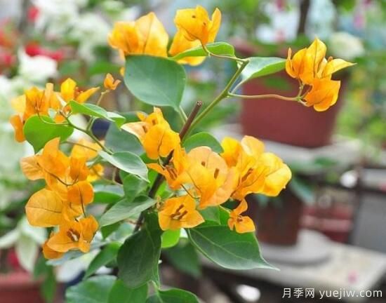 三角梅有哪些品種，常見的三角梅品種大全(圖7)