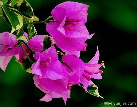 三角梅有哪些品種，常見的三角梅品種大全(圖9)