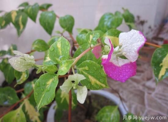 三角梅有哪些品種，常見的三角梅品種大全(圖8)