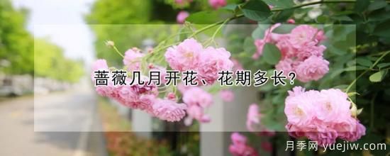 薔薇幾月開花、花期多長？(圖1)