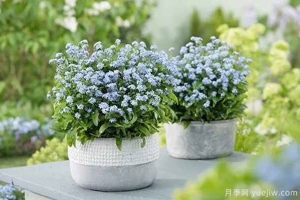 適合秋季種的什么花卉有這些，清新脫俗花量巨大(圖11)
