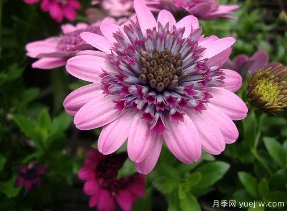 適合秋季種的什么花卉有這些，清新脫俗花量巨大(圖8)