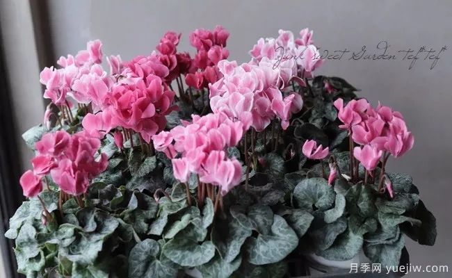適合秋季種的什么花卉有這些，清新脫俗花量巨大(圖5)