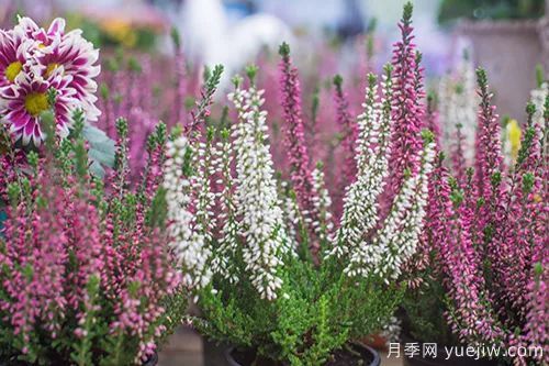 適合秋季種的什么花卉有這些，清新脫俗花量巨大(圖9)