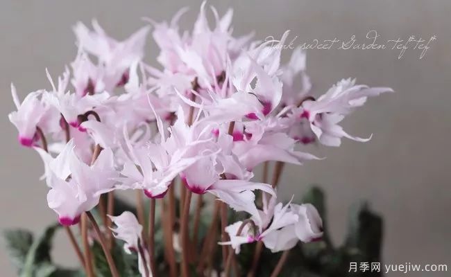 適合秋季種的什么花卉有這些，清新脫俗花量巨大(圖4)