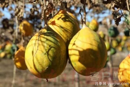 南陽鎮(zhèn)平：引進(jìn)瓜蔞喜獲大豐收(圖1)