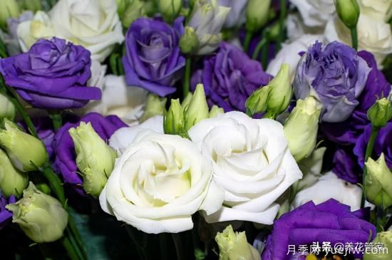 適合秋播花卉的10大品種，明年花開滿陽臺(tái)(圖1)