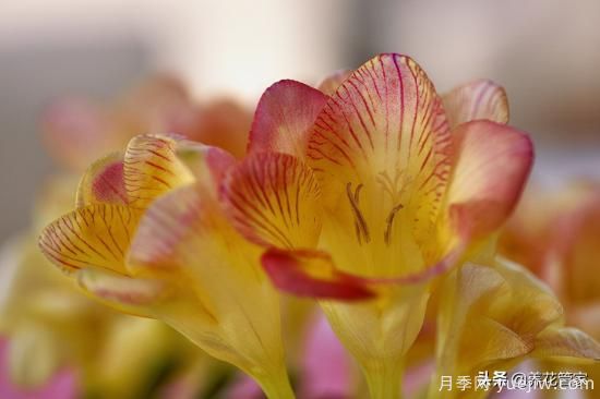 適合秋播花卉的10大品種，明年花開滿陽臺(tái)(圖2)
