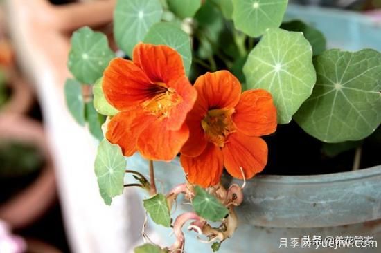 適合秋播花卉的10大品種，明年花開滿陽臺(tái)(圖3)