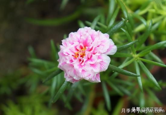 適合秋播花卉的10大品種，明年花開滿陽臺(tái)(圖4)