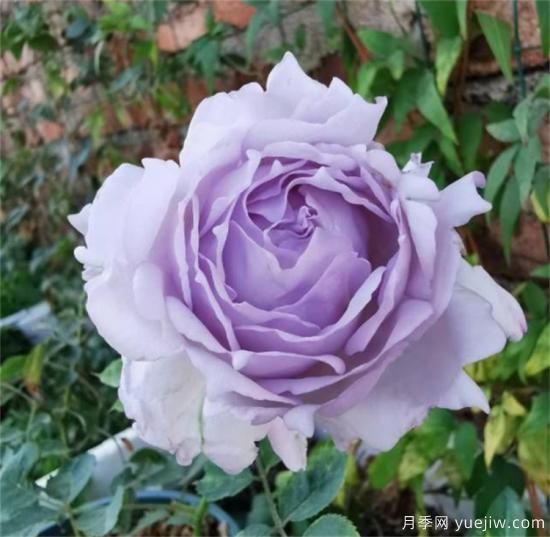 紫色月季花有哪些品種？分享30款紫色月季(圖29)