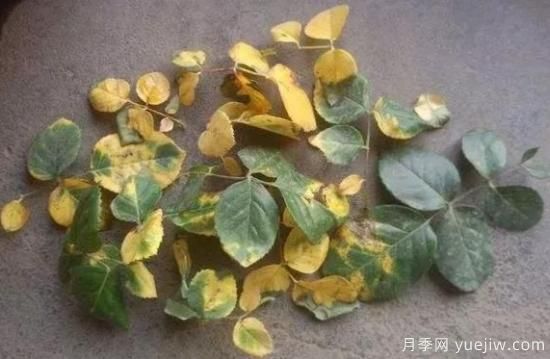 大花月季葉子發(fā)黃怎么辦？月季葉子發(fā)黃的原因(圖1)