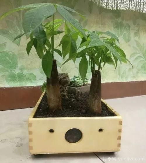 好看又省心，冬季適合懶人養(yǎng)的八大花卉植物(圖1)