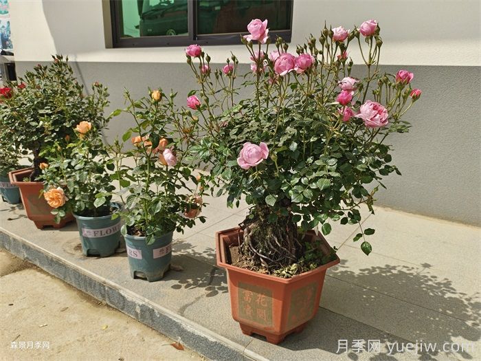盆栽月季老是死？陽(yáng)臺(tái)如何養(yǎng)好盆栽月季？(圖1)