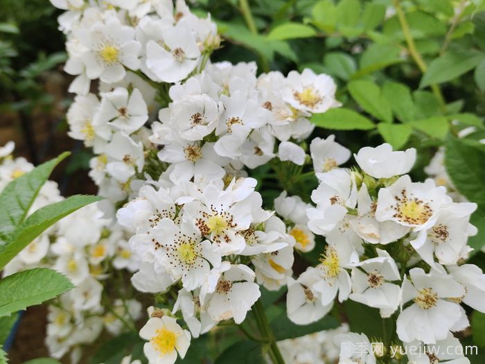 月季、玫瑰與薔薇，究竟誰(shuí)是源頭？(圖1)