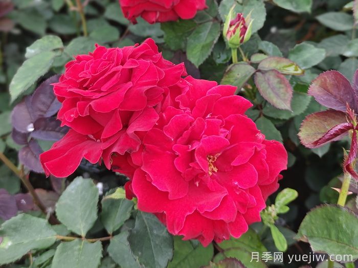 月季、玫瑰與薔薇，究竟誰(shuí)是源頭？(圖2)