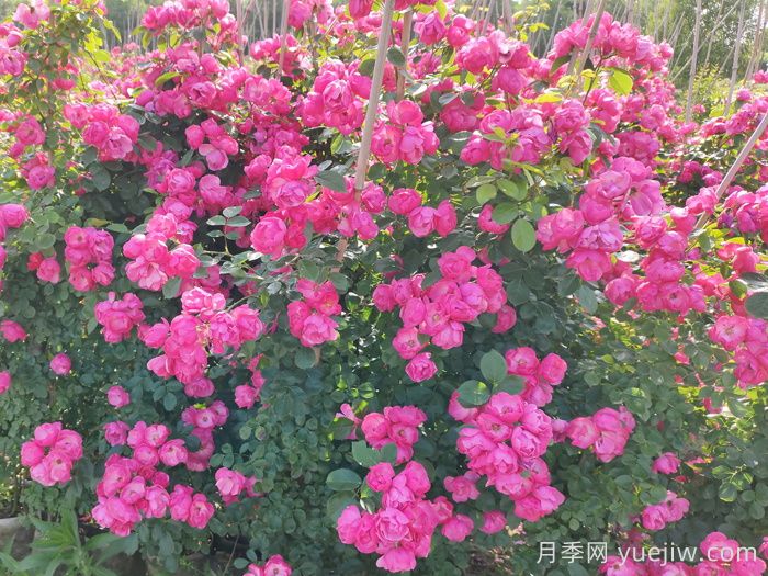 爬藤月季可以作為護(hù)坡植物嗎？(圖1)