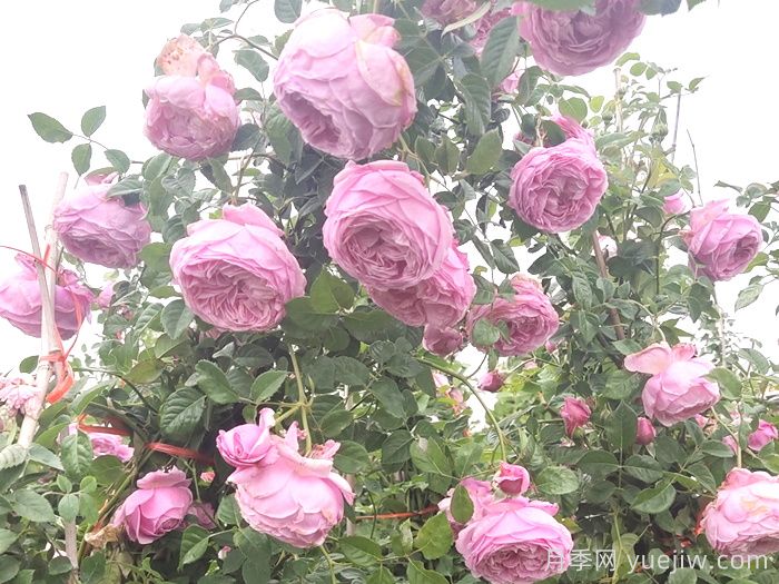 自由精神月季怎樣能開花多？(圖1)