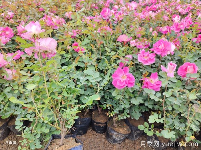 春花修剪晚一步，月季復(fù)花差別一大截(圖1)