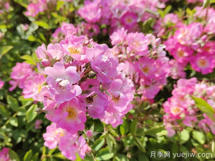 10分鐘學會月季養(yǎng)法，高手經(jīng)驗總結(jié)(圖2)