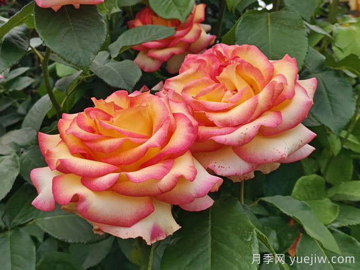 10分鐘學會月季養(yǎng)法，高手經(jīng)驗總結(jié)(圖1)